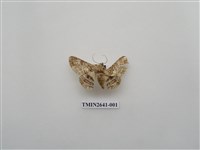 藏品(尺蛾169)的圖片